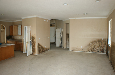 Mold Removal Services Near Me